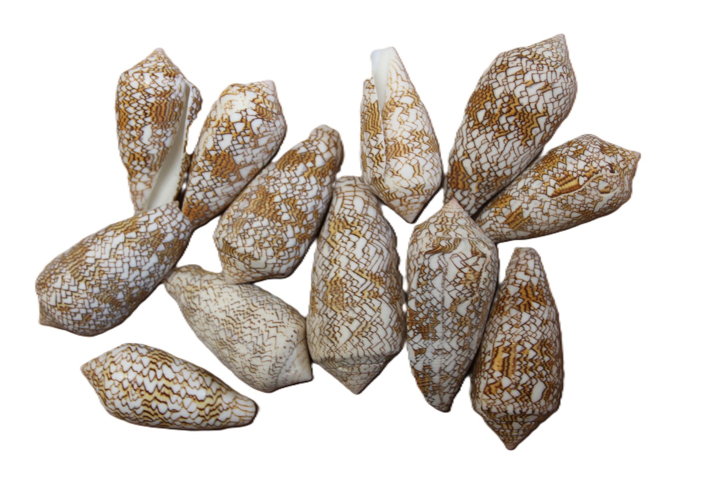 CONUS TEXTILE COLLECTIBLE SEASHELLS, Beach Decor, Sailors Valentins, Gift For All Occassions, SS-467-L