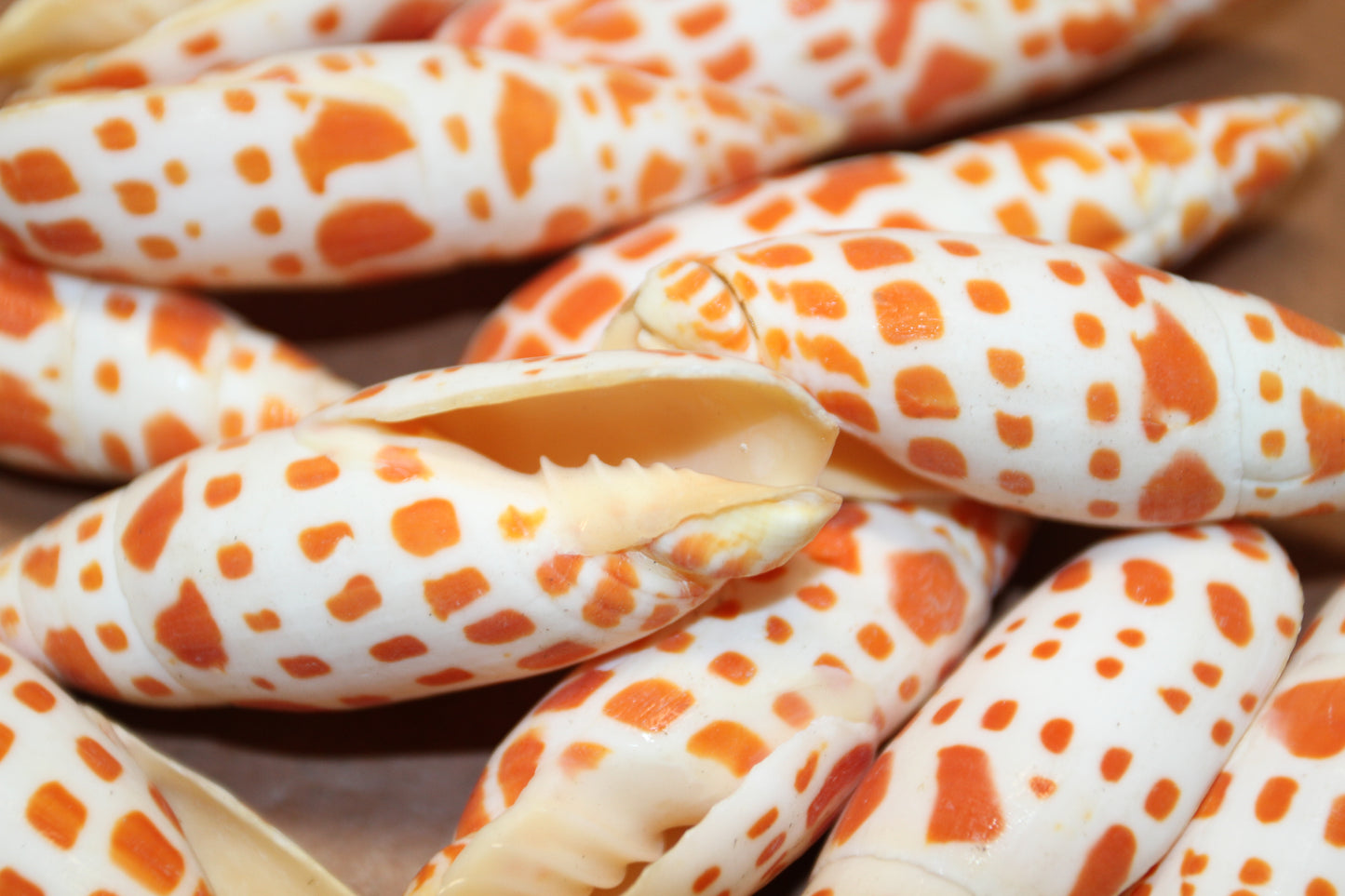 5-Medium MITRA MITRA Seashells,Beach Art,Shell Craft,Upscale Seashells,Coastal Home Accents, SS-550