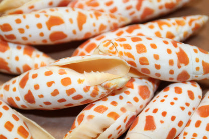 5-Medium MITRA MITRA Seashells,Beach Art,Shell Craft,Upscale Seashells,Coastal Home Accents, SS-550