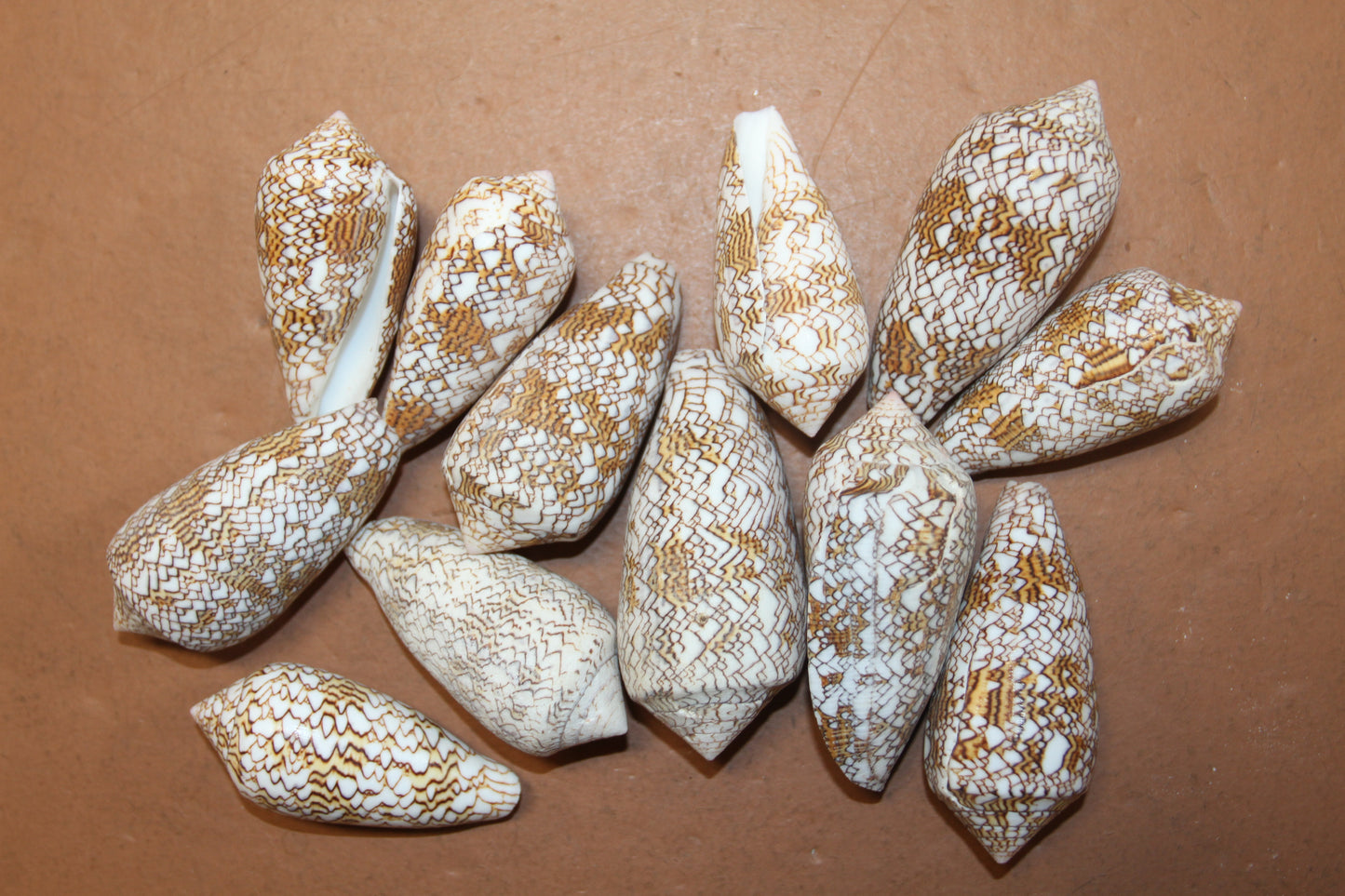 CONUS TEXTILE COLLECTIBLE SEASHELLS, Beach Decor, Sailors Valentins, Gift For All Occassions, SS-467-L