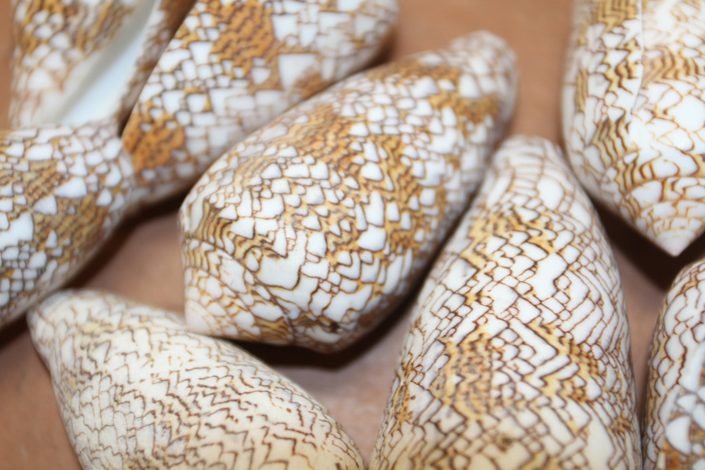 CONUS TEXTILE COLLECTIBLE SEASHELLS, Beach Decor, Sailors Valentins, Gift For All Occassions, SS-467-L