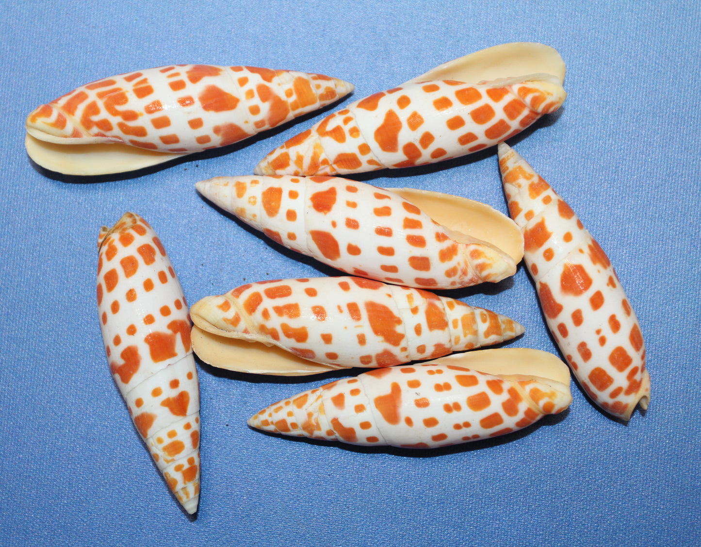 5-Medium MITRA MITRA Seashells,Beach Art,Shell Craft,Upscale Seashells,Coastal Home Accents, SS-550