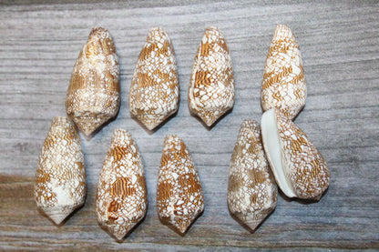CONUS TEXTILE COLLECTIBLE SEASHELLS, Beach Decor, Sailors Valentins, Gift For All Occassions, SS-467-L