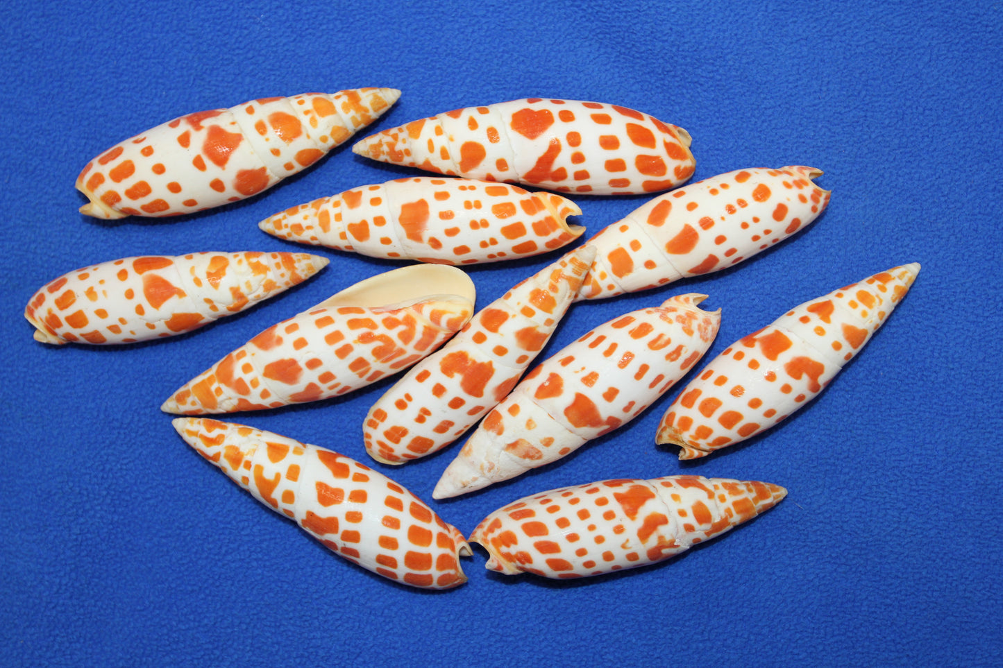 5-Medium MITRA MITRA Seashells,Beach Art,Shell Craft,Upscale Seashells,Coastal Home Accents, SS-550