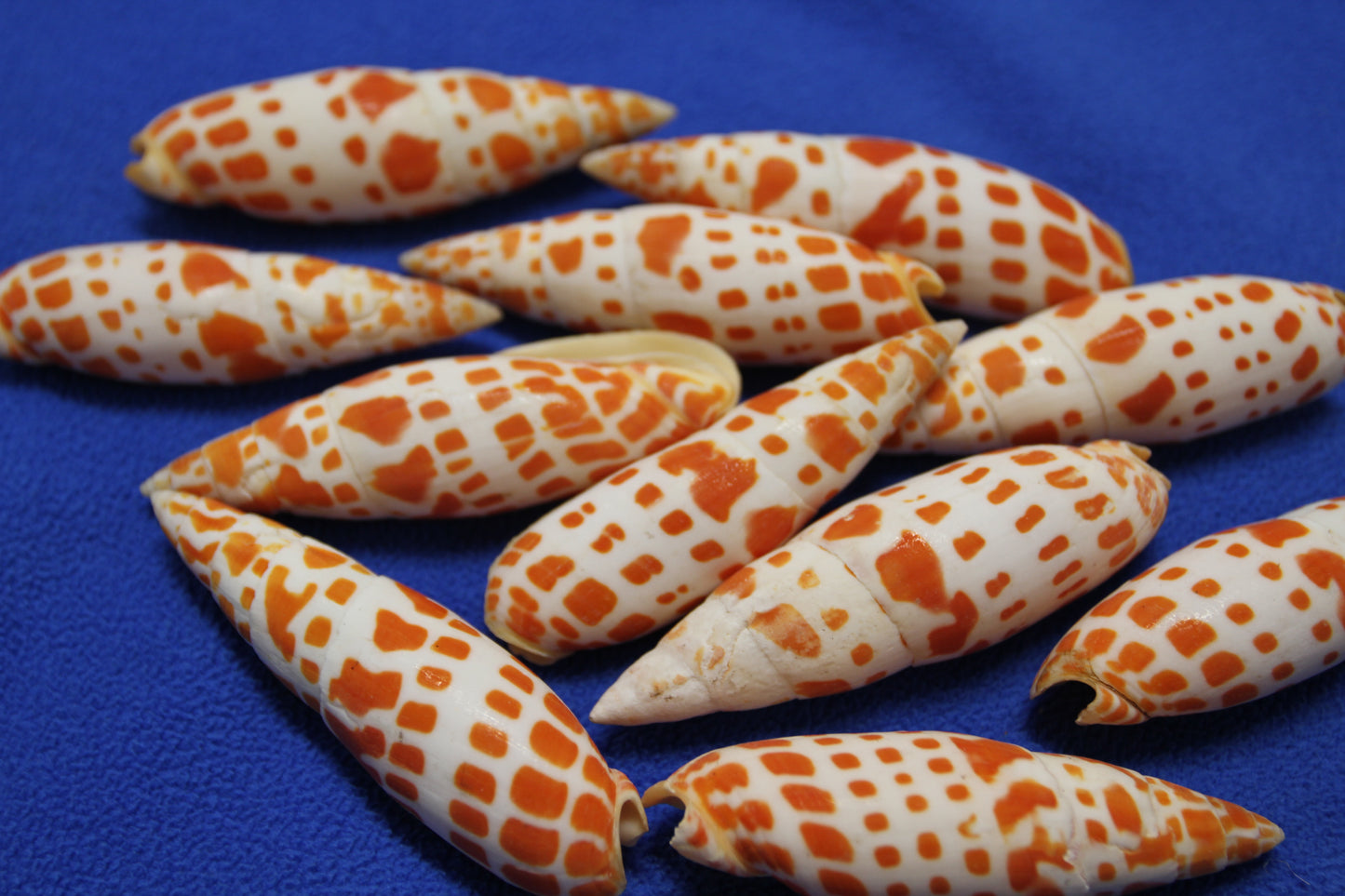 5-Medium MITRA MITRA Seashells,Beach Art,Shell Craft,Upscale Seashells,Coastal Home Accents, SS-550