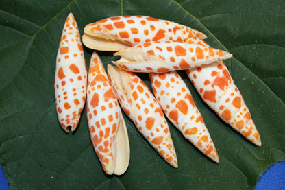 5-Medium MITRA MITRA Seashells,Beach Art,Shell Craft,Upscale Seashells,Coastal Home Accents, SS-550