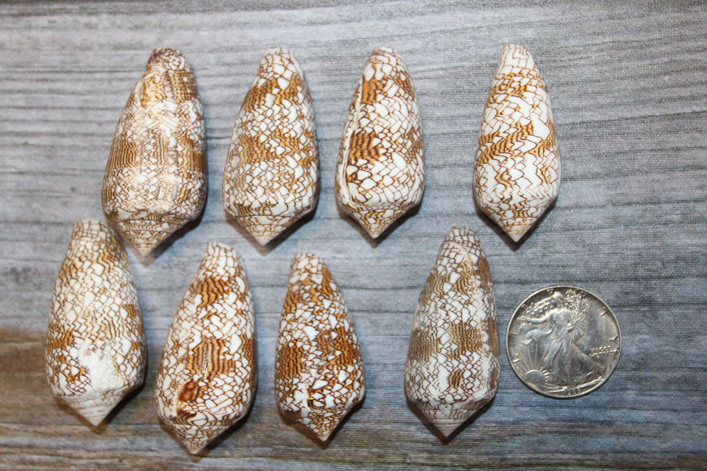 CONUS TEXTILE COLLECTIBLE SEASHELLS, Beach Decor, Sailors Valentins, Gift For All Occassions, SS-467-L