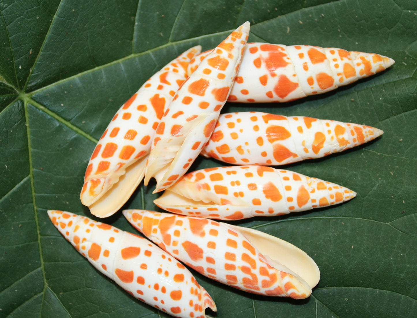 5-Medium MITRA MITRA Seashells,Beach Art,Shell Craft,Upscale Seashells,Coastal Home Accents, SS-550