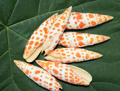 5-Medium MITRA MITRA Seashells,Beach Art,Shell Craft,Upscale Seashells,Coastal Home Accents, SS-550