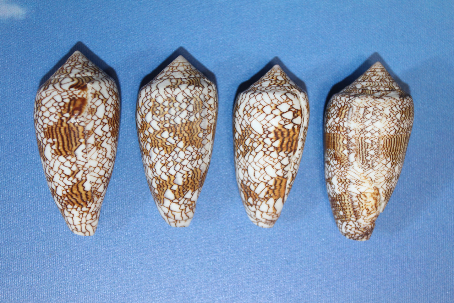 CONUS TEXTILE COLLECTIBLE SEASHELLS, Beach Decor, Sailors Valentins, Gift For All Occassions, SS-467-L