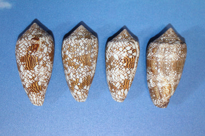 CONUS TEXTILE COLLECTIBLE SEASHELLS, Beach Decor, Sailors Valentins, Gift For All Occassions, SS-467-L
