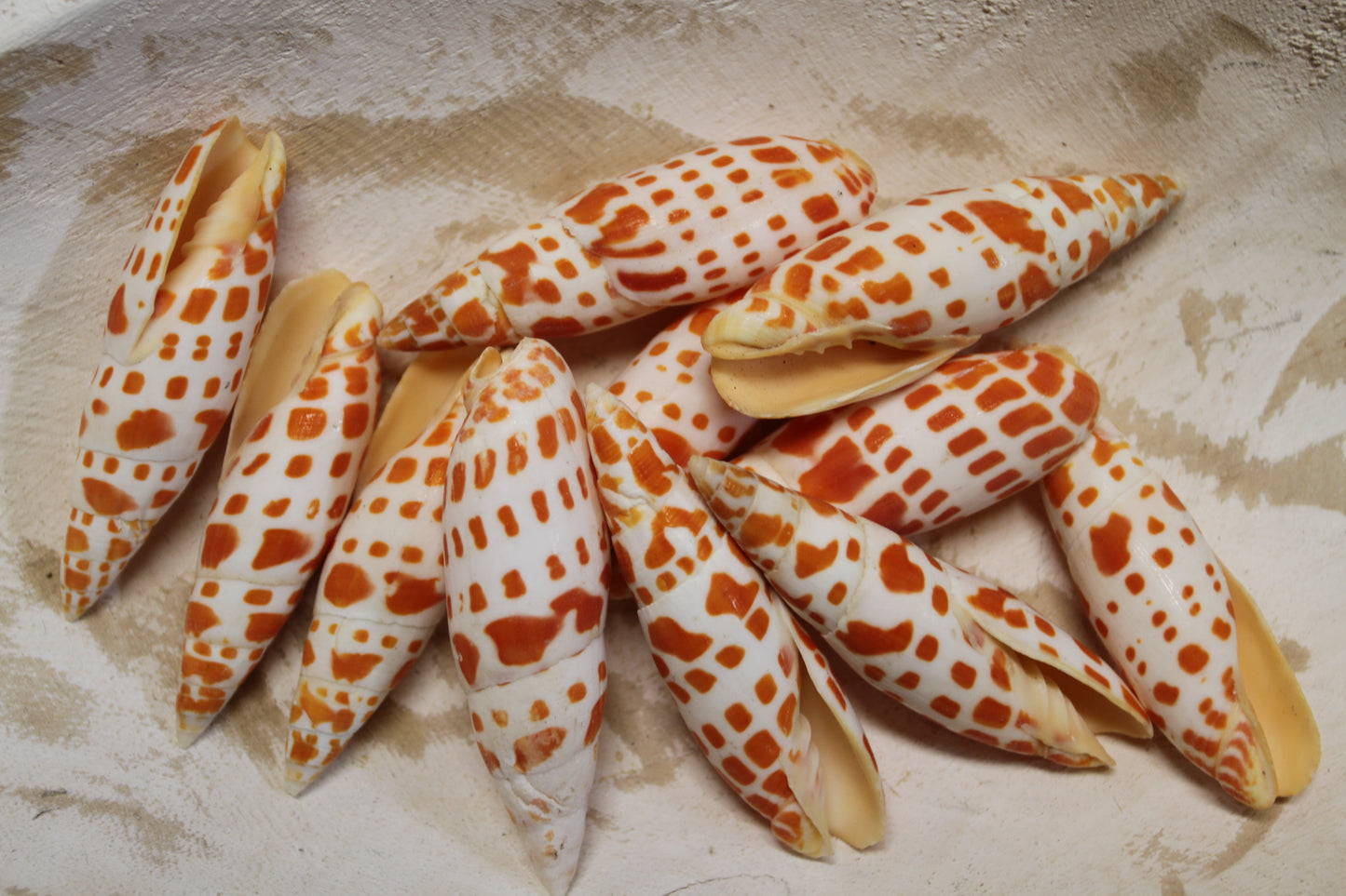 5-Medium MITRA MITRA Seashells,Beach Art,Shell Craft,Upscale Seashells,Coastal Home Accents, SS-550