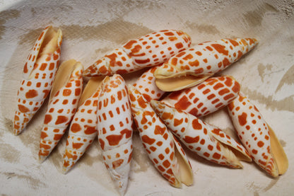 5-Medium MITRA MITRA Seashells,Beach Art,Shell Craft,Upscale Seashells,Coastal Home Accents, SS-550
