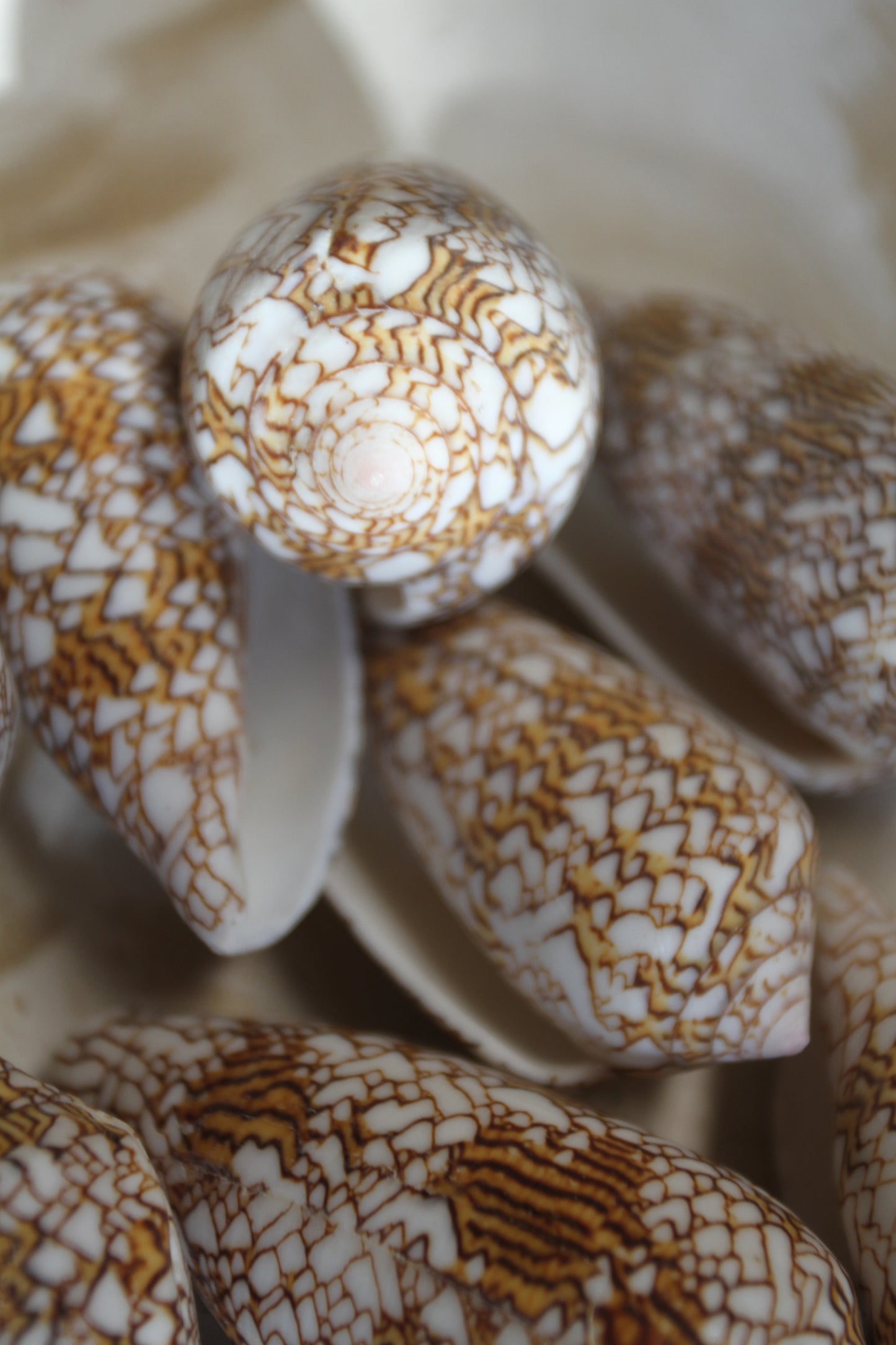 CONUS TEXTILE COLLECTIBLE SEASHELLS, Beach Decor, Sailors Valentins, Gift For All Occassions, SS-467-L