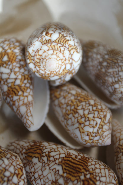 CONUS TEXTILE COLLECTIBLE SEASHELLS, Beach Decor, Sailors Valentins, Gift For All Occassions, SS-467-L