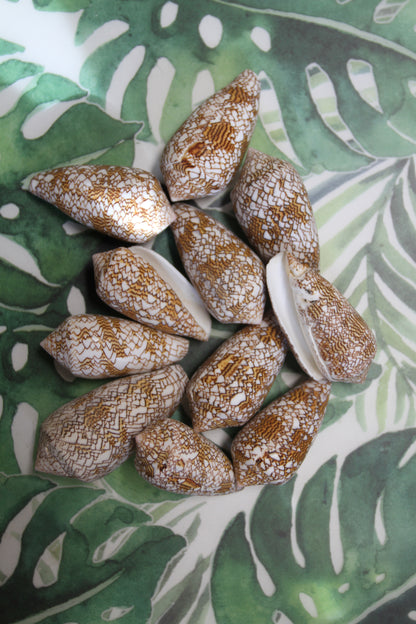CONUS TEXTILE COLLECTIBLE SEASHELLS, Beach Decor, Sailors Valentins, Gift For All Occassions, SS-467-L