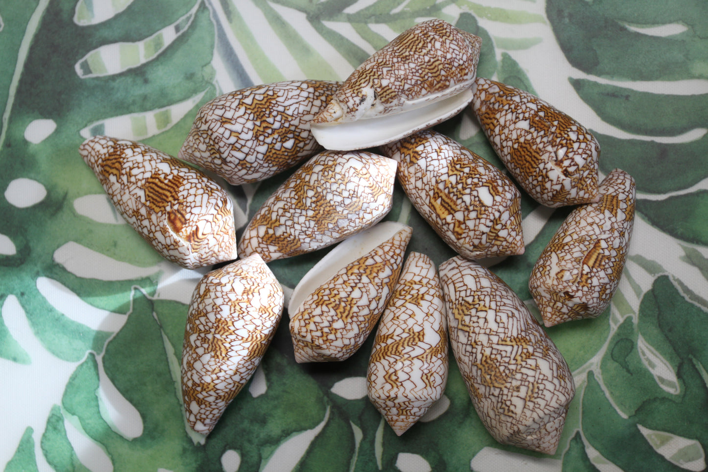 CONUS TEXTILE COLLECTIBLE SEASHELLS, Beach Decor, Sailors Valentins, Gift For All Occassions, SS-467-L