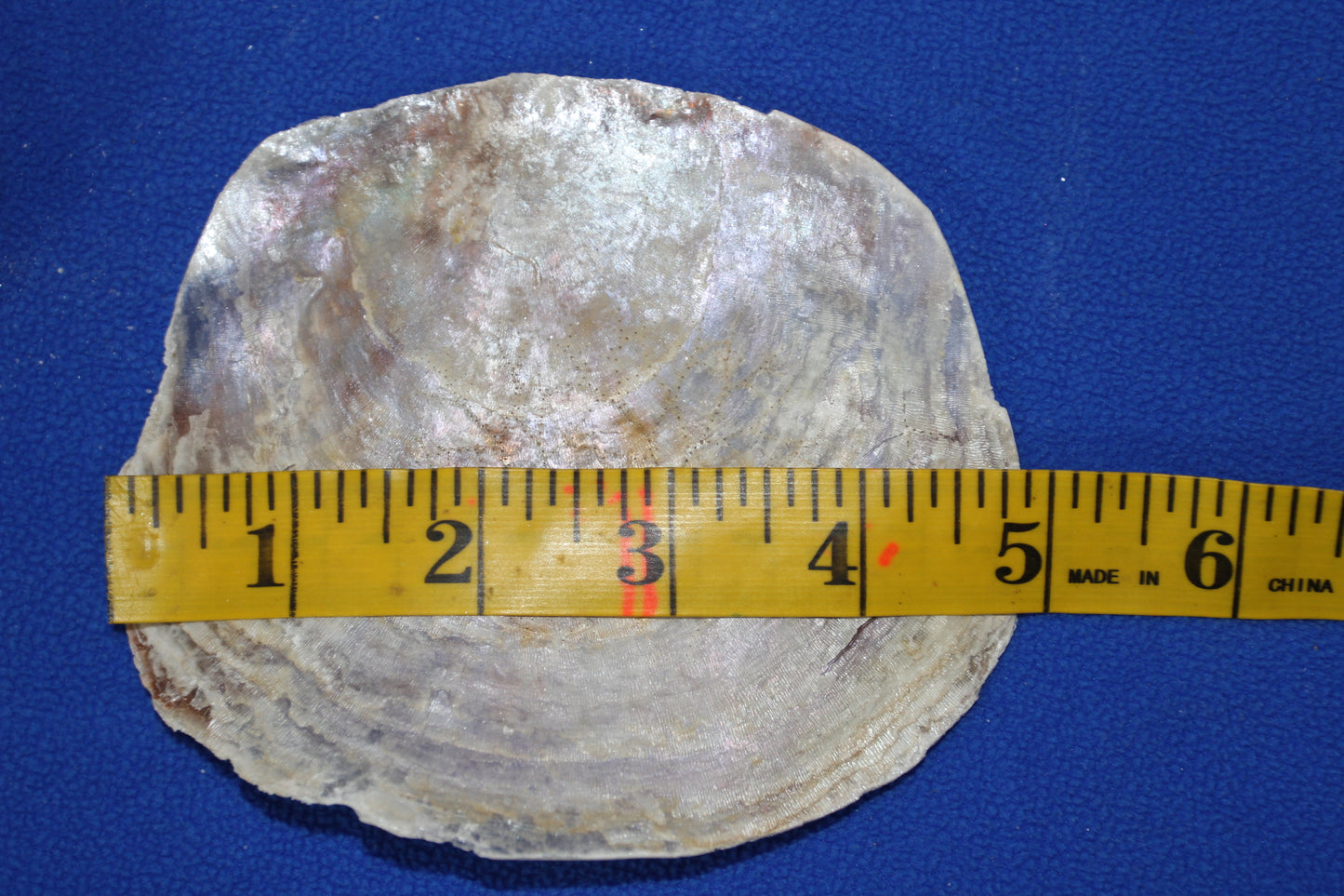 PLACUNAS/SADDLE OYSTERS Large Craft Seashells, Coastal Crafts, Beach Home Decor, SS-61