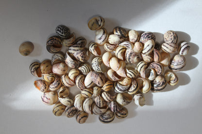 NERITA DUBIA SEASHELLS, Small Craft Seashells, Sailors Valentines, Mosaic Crafts, Hair Accessories  SS-463