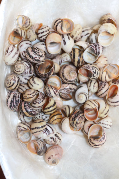 NERITA DUBIA SEASHELLS, Small Craft Seashells, Sailors Valentines, Mosaic Crafts, Hair Accessories  SS-463