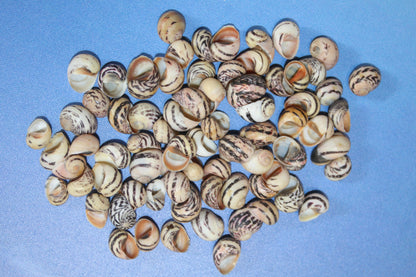 NERITA DUBIA SEASHELLS, Small Craft Seashells, Sailors Valentines, Mosaic Crafts, Hair Accessories  SS-463