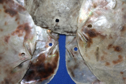 PLACUNAS/SADDLE OYSTERS Large Craft Seashells, Coastal Crafts, Beach Home Decor, SS-61
