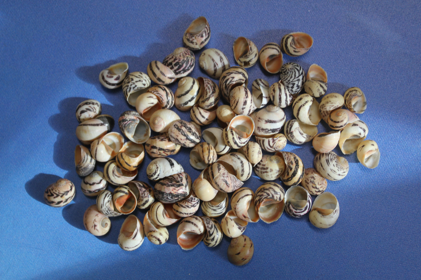 NERITA DUBIA SEASHELLS, Small Craft Seashells, Sailors Valentines, Mosaic Crafts, Hair Accessories  SS-463