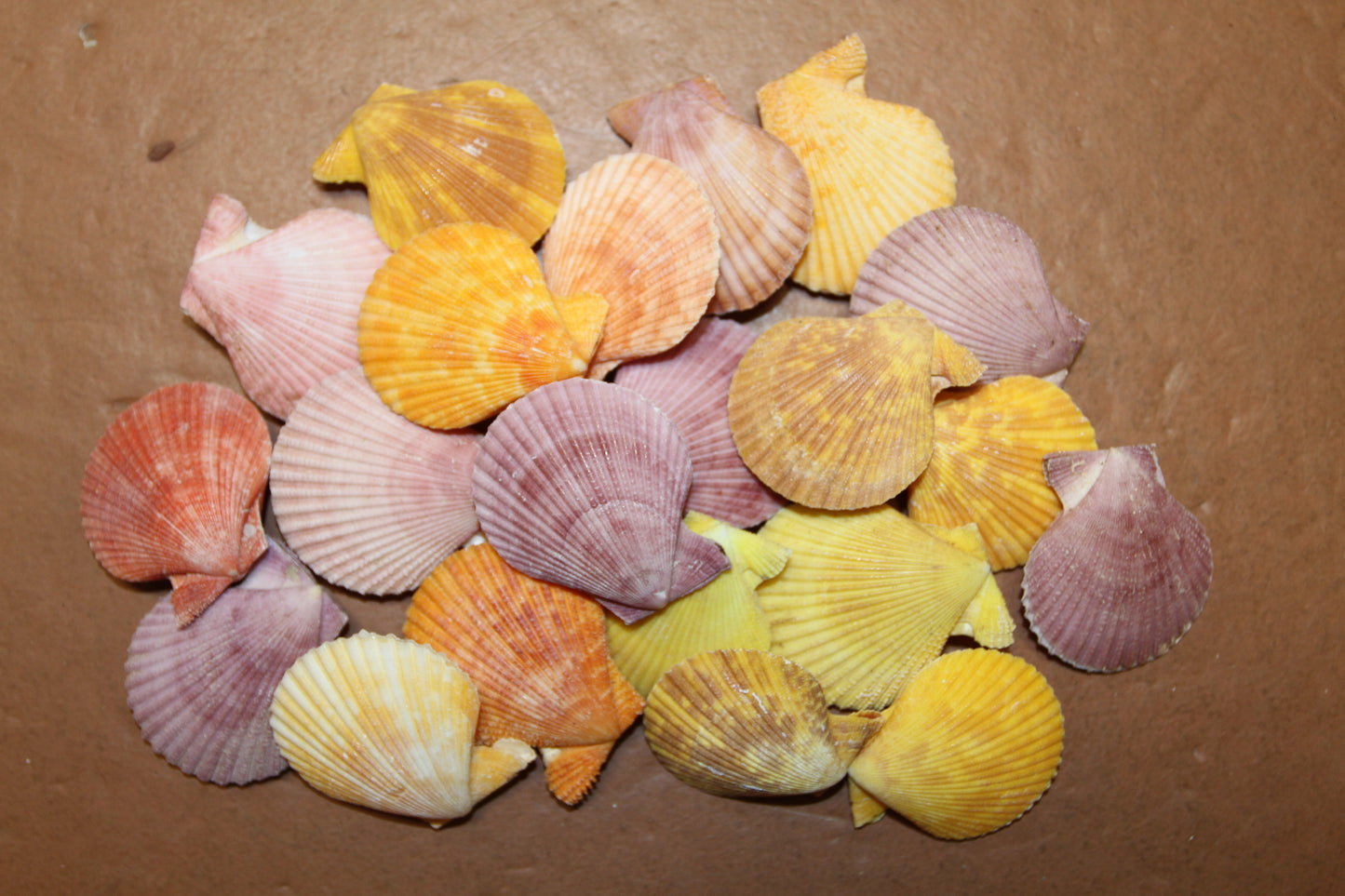 10-Seashell Pairs,PECTEN NOBLIS,Bright Colors,Natural Seashells,Floral Supply,Beach Art,SS-551