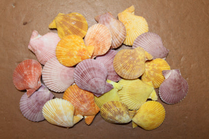 10-Seashell Pairs,PECTEN NOBLIS,Bright Colors,Natural Seashells,Floral Supply,Beach Art,SS-551