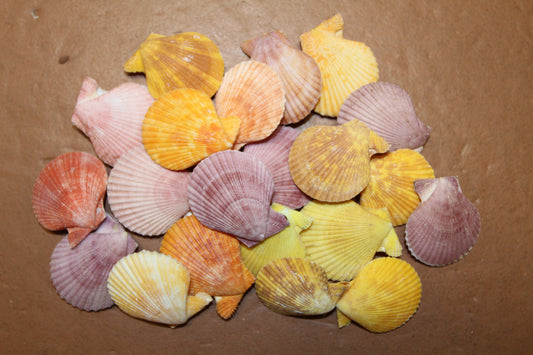 10-Seashell Pairs,PECTEN NOBLIS,Bright Colors,Natural Seashells,Floral Supply,Beach Art,SS-551