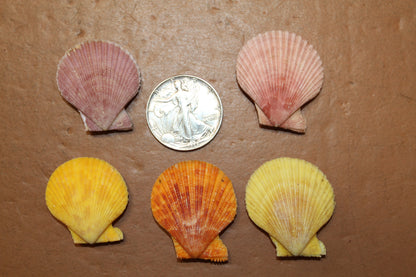 10-Seashell Pairs,PECTEN NOBLIS,Bright Colors,Natural Seashells,Floral Supply,Beach Art,SS-551