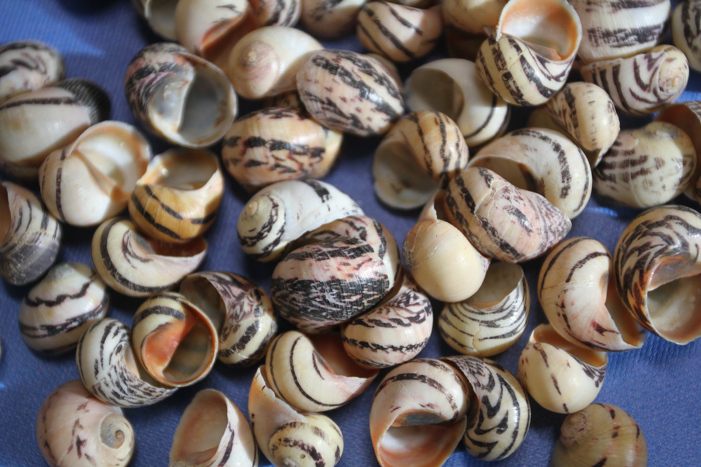 NERITA DUBIA SEASHELLS, Small Craft Seashells, Sailors Valentines, Mosaic Crafts, Hair Accessories  SS-463