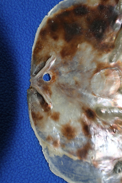 PLACUNAS/SADDLE OYSTERS Large Craft Seashells, Coastal Crafts, Beach Home Decor, SS-61