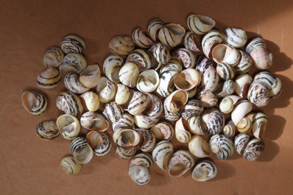 NERITA DUBIA SEASHELLS, Small Craft Seashells, Sailors Valentines, Mosaic Crafts, Hair Accessories  SS-463