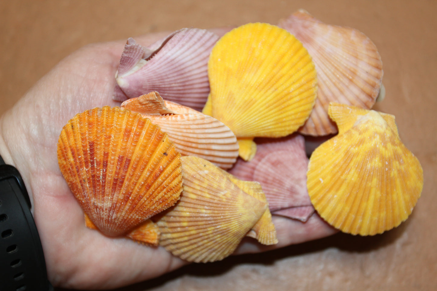 10-Seashell Pairs,PECTEN NOBLIS,Bright Colors,Natural Seashells,Floral Supply,Beach Art,SS-551