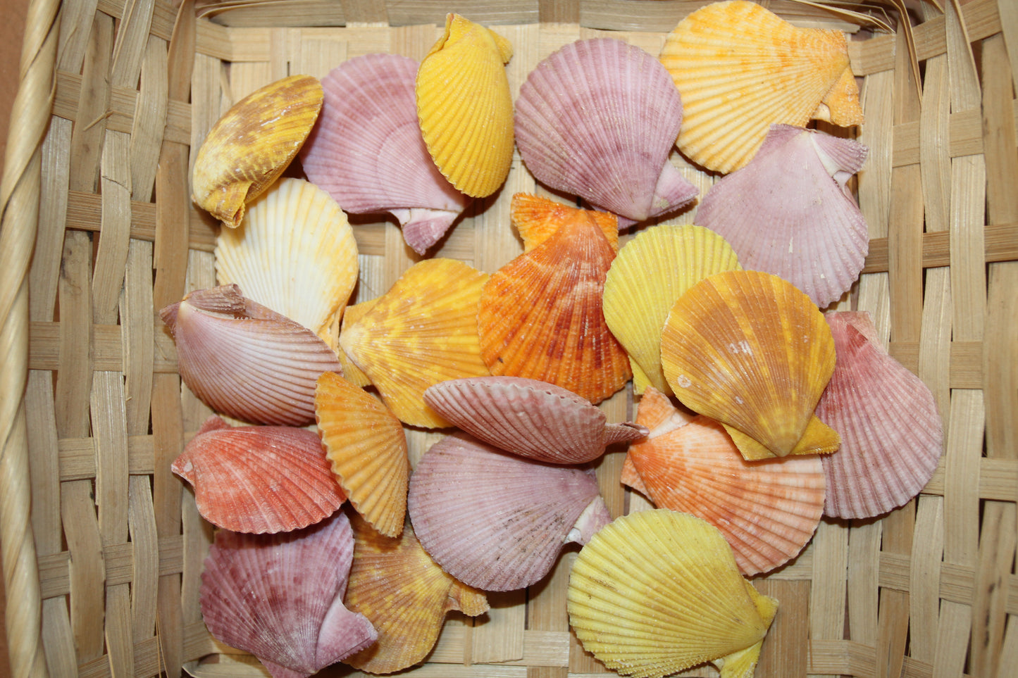 10-Seashell Pairs,PECTEN NOBLIS,Bright Colors,Natural Seashells,Floral Supply,Beach Art,SS-551