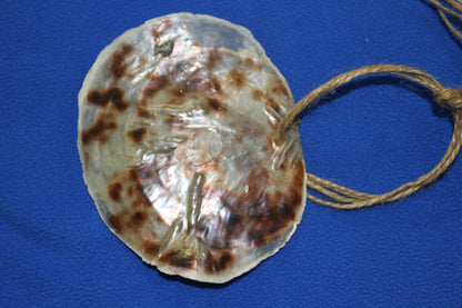 PLACUNAS/SADDLE OYSTERS Large Craft Seashells, Coastal Crafts, Beach Home Decor, SS-61