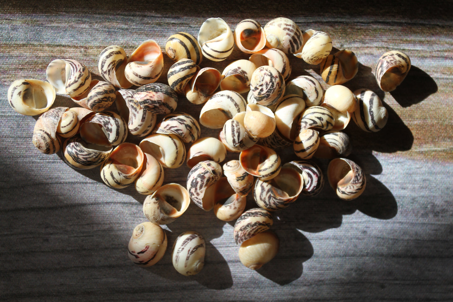 NERITA DUBIA SEASHELLS, Small Craft Seashells, Sailors Valentines, Mosaic Crafts, Hair Accessories  SS-463