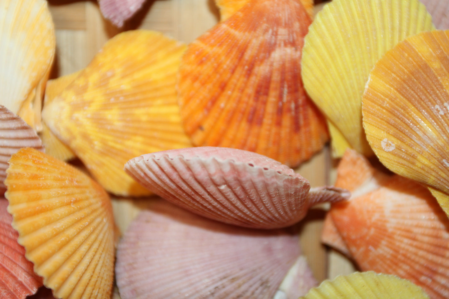 10-Seashell Pairs,PECTEN NOBLIS,Bright Colors,Natural Seashells,Floral Supply,Beach Art,SS-551