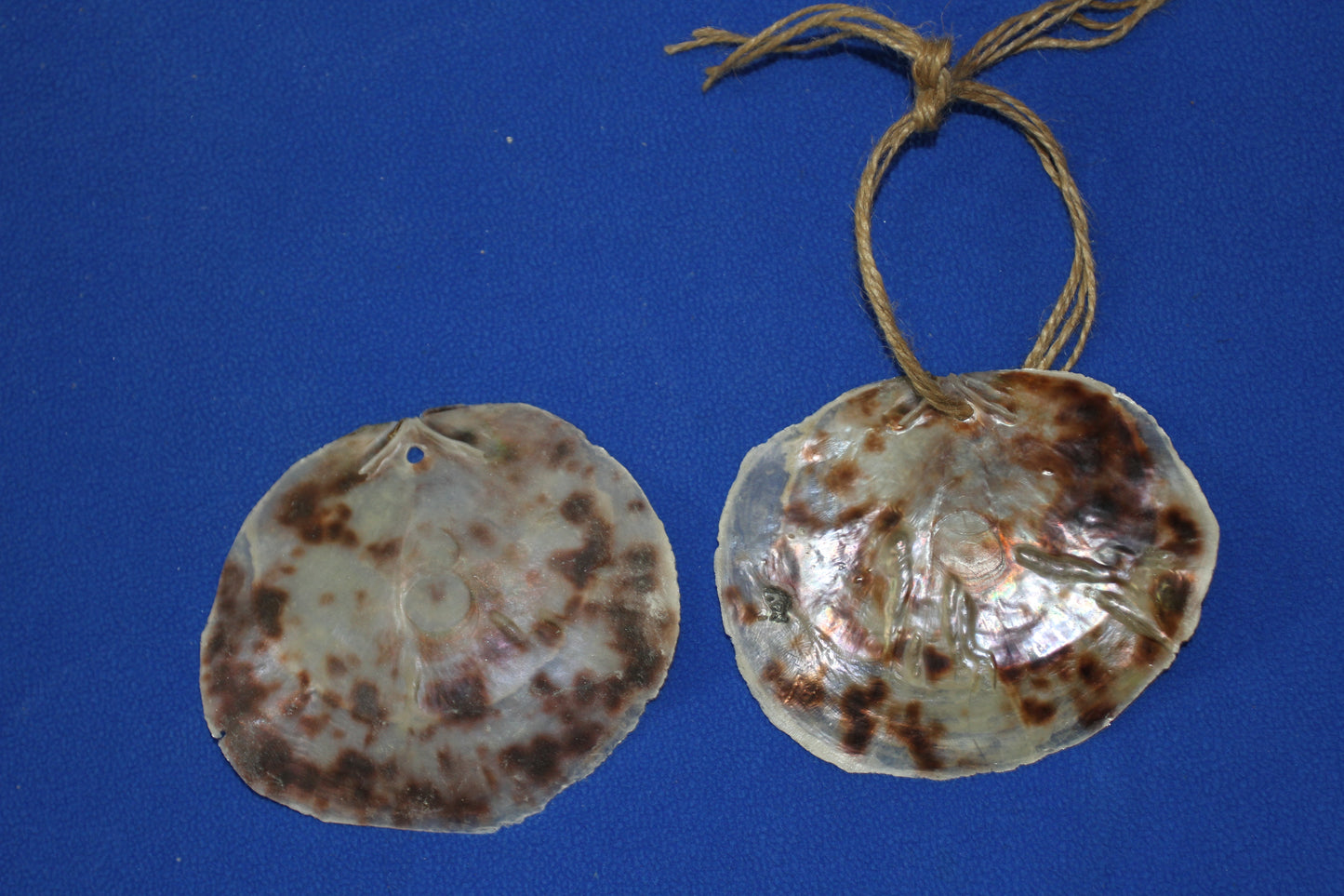 PLACUNAS/SADDLE OYSTERS Large Craft Seashells, Coastal Crafts, Beach Home Decor, SS-61