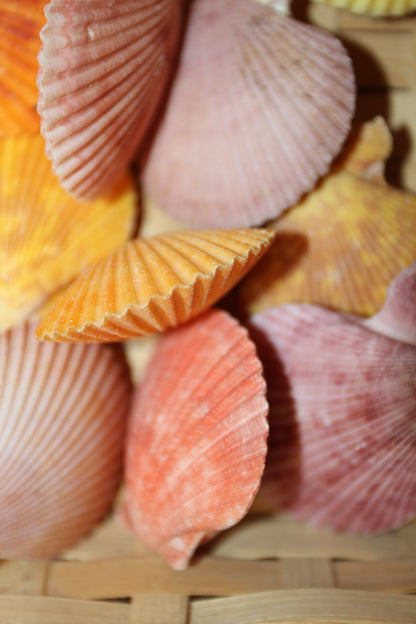 10-Seashell Pairs,PECTEN NOBLIS,Bright Colors,Natural Seashells,Floral Supply,Beach Art,SS-551