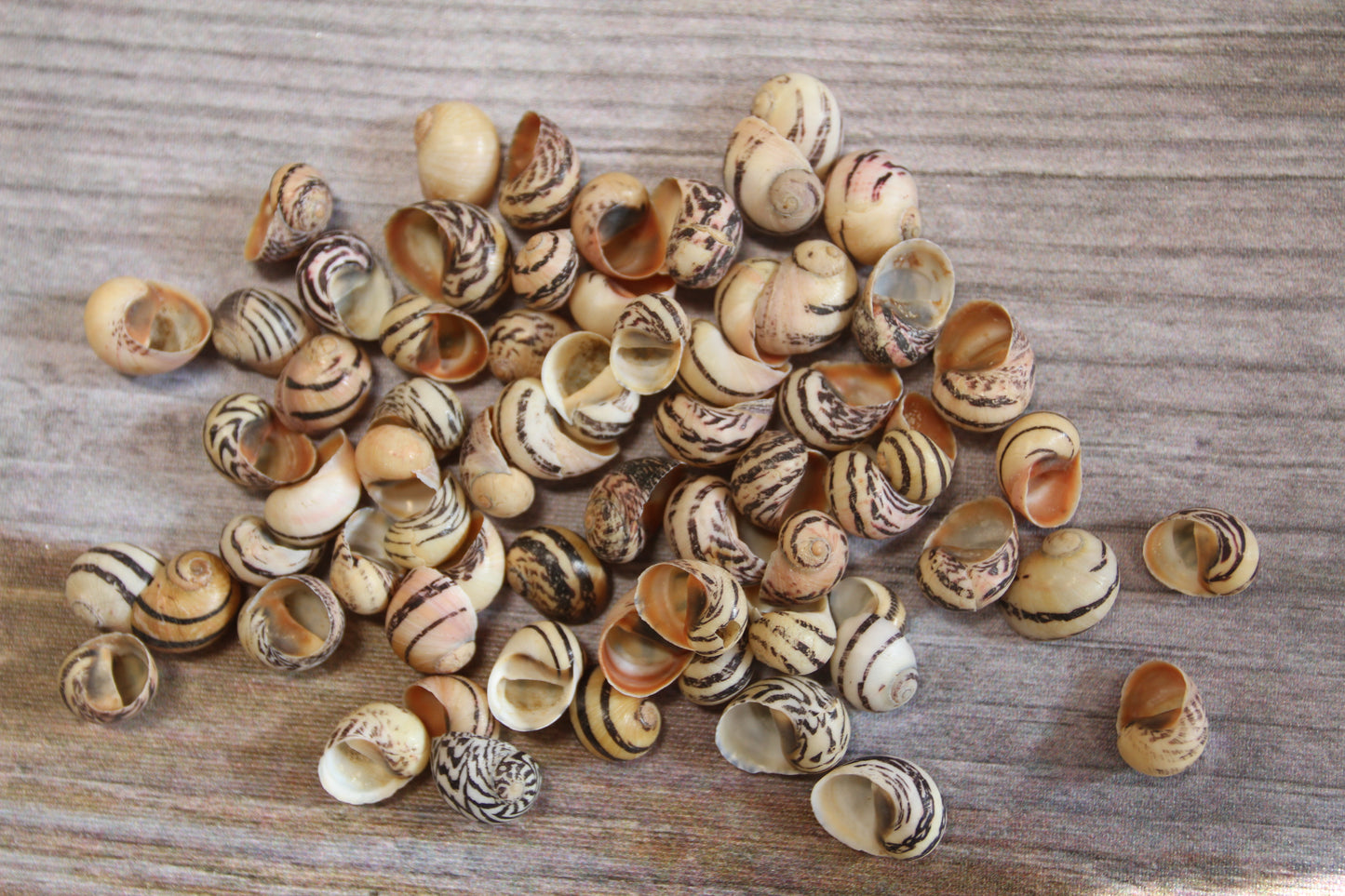 NERITA DUBIA SEASHELLS, Small Craft Seashells, Sailors Valentines, Mosaic Crafts, Hair Accessories  SS-463