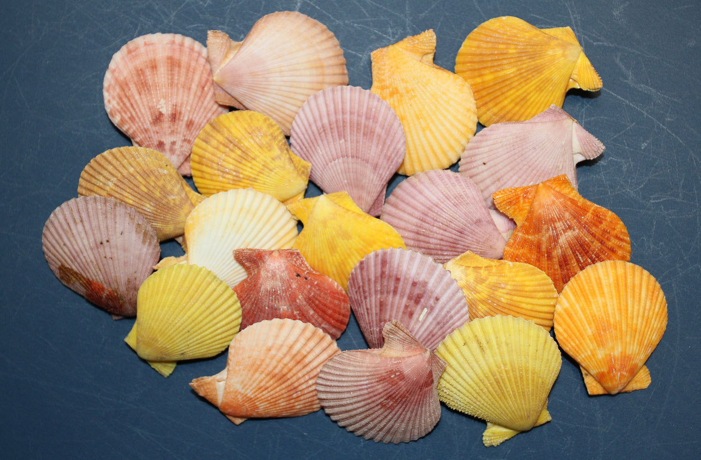 10-Seashell Pairs,PECTEN NOBLIS,Bright Colors,Natural Seashells,Floral Supply,Beach Art,SS-551