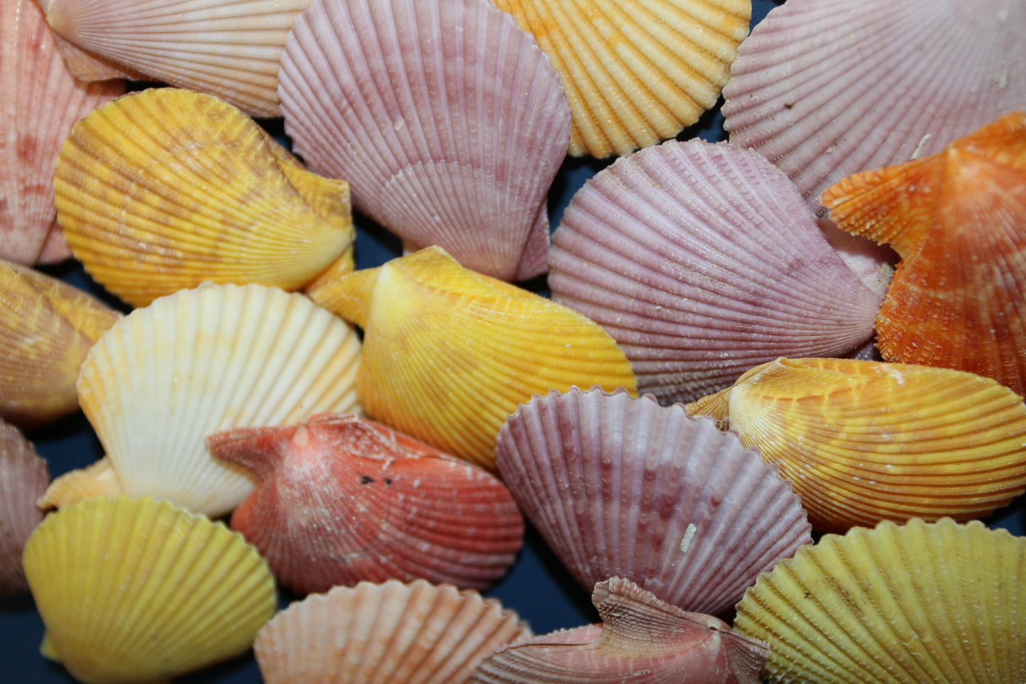 10-Seashell Pairs,PECTEN NOBLIS,Bright Colors,Natural Seashells,Floral Supply,Beach Art,SS-551