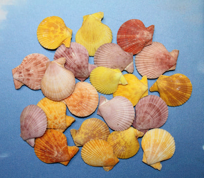 10-Seashell Pairs,PECTEN NOBLIS,Bright Colors,Natural Seashells,Floral Supply,Beach Art,SS-551