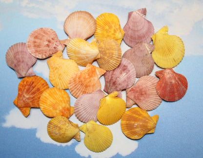 10-Seashell Pairs,PECTEN NOBLIS,Bright Colors,Natural Seashells,Floral Supply,Beach Art,SS-551