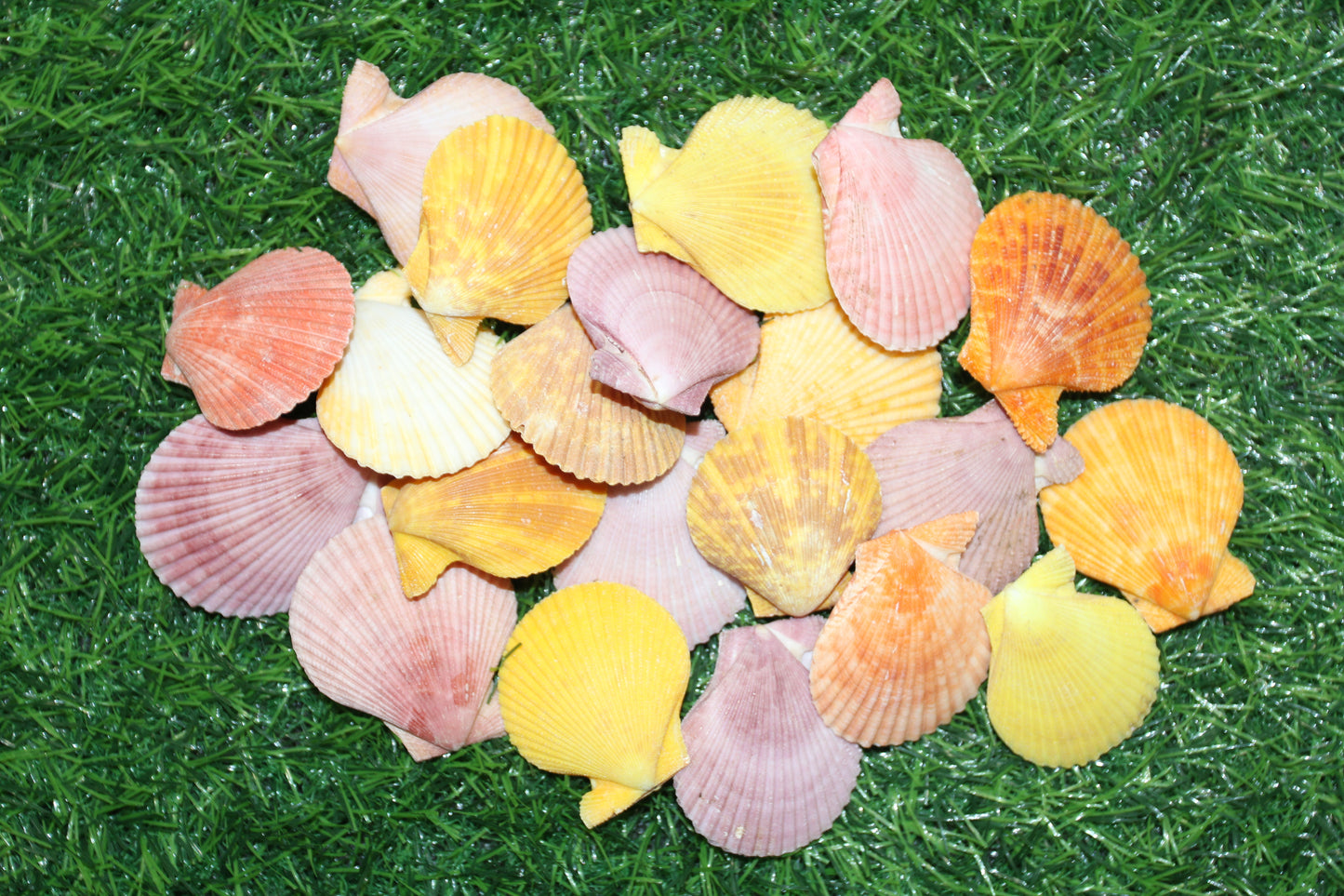10-Seashell Pairs,PECTEN NOBLIS,Bright Colors,Natural Seashells,Floral Supply,Beach Art,SS-551