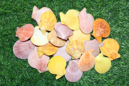 10-Seashell Pairs,PECTEN NOBLIS,Bright Colors,Natural Seashells,Floral Supply,Beach Art,SS-551