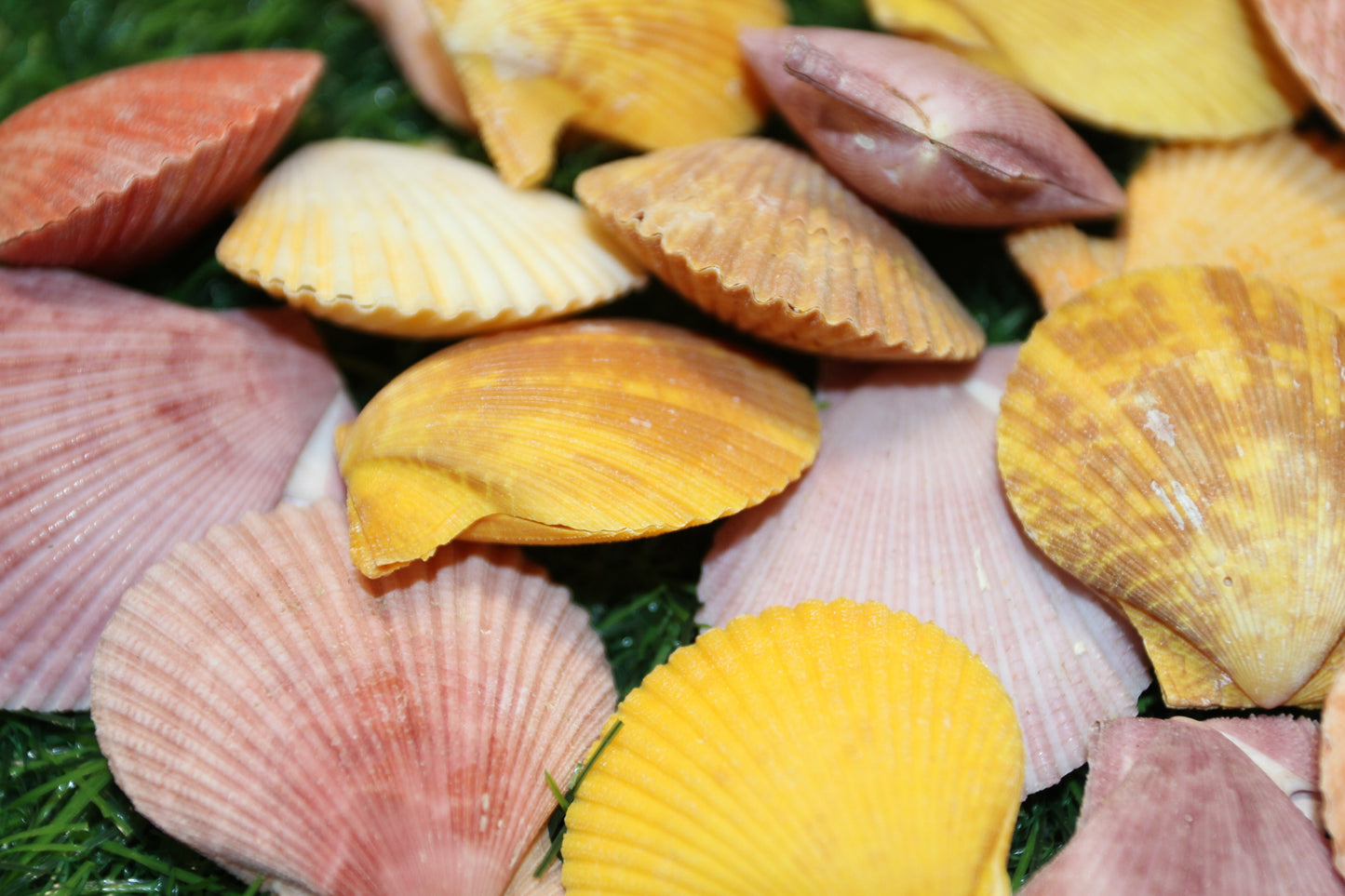 10-Seashell Pairs,PECTEN NOBLIS,Bright Colors,Natural Seashells,Floral Supply,Beach Art,SS-551