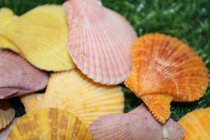 10-Seashell Pairs,PECTEN NOBLIS,Bright Colors,Natural Seashells,Floral Supply,Beach Art,SS-551